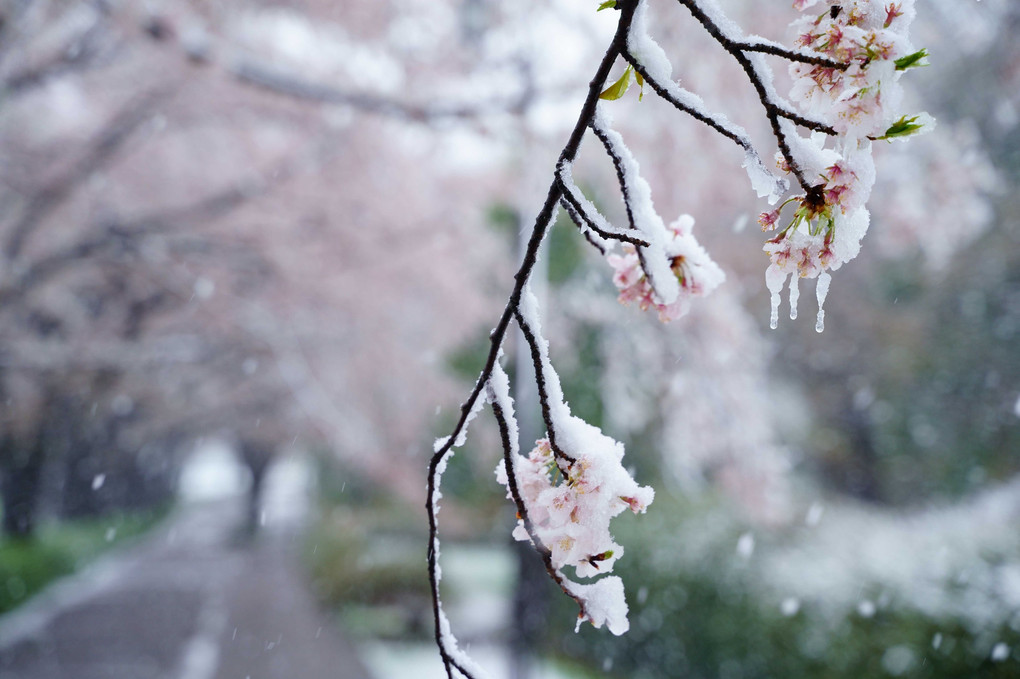 春雪舞う桜道