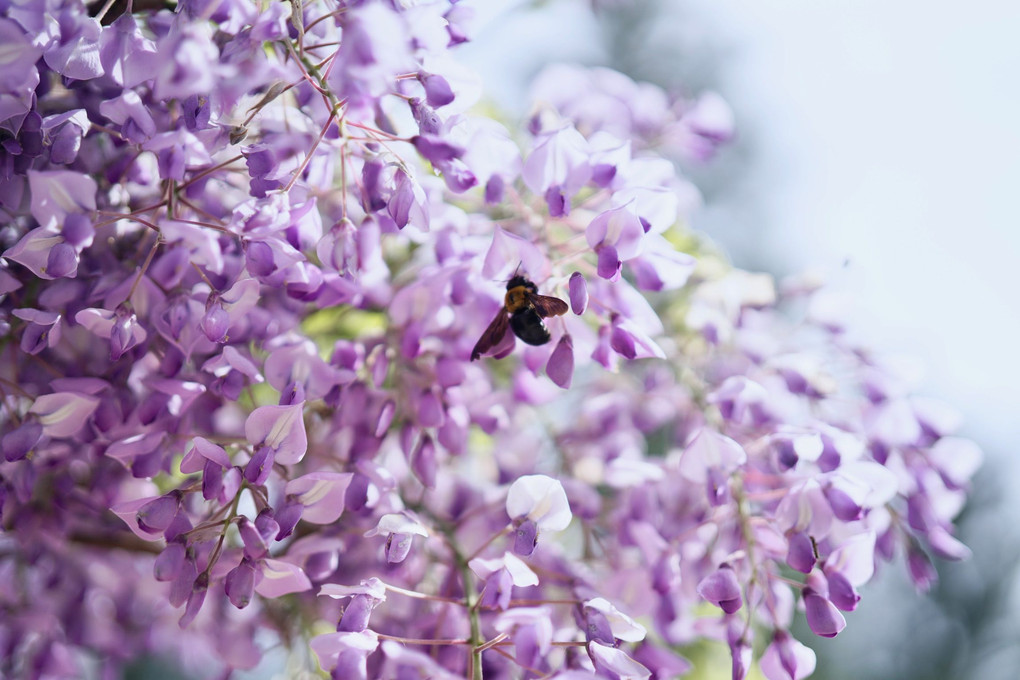 満開の藤の花と、蜜を吸いにきた蜂
