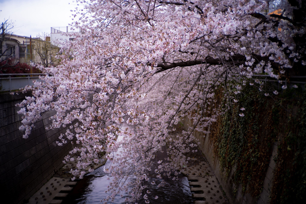 神田川に垂れる桜