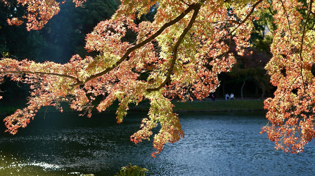 湖畔の紅葉が色づきはじめました。