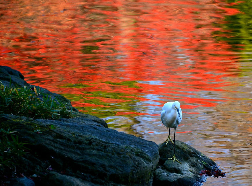 池に写った赤い紅葉そして白い鷺