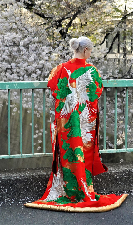 桜　と着物　Sakura & Kimono