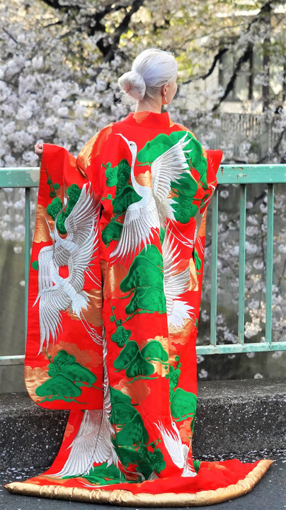 桜　と着物　Sakura & Kimono