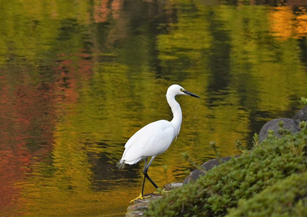 池に映る紅葉とコサギ