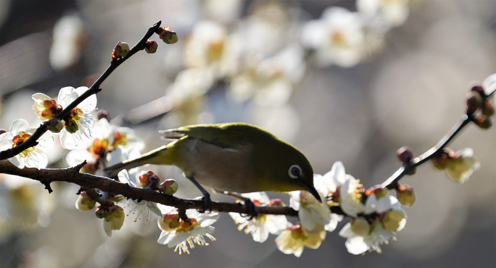 早咲きの桜とメジロ