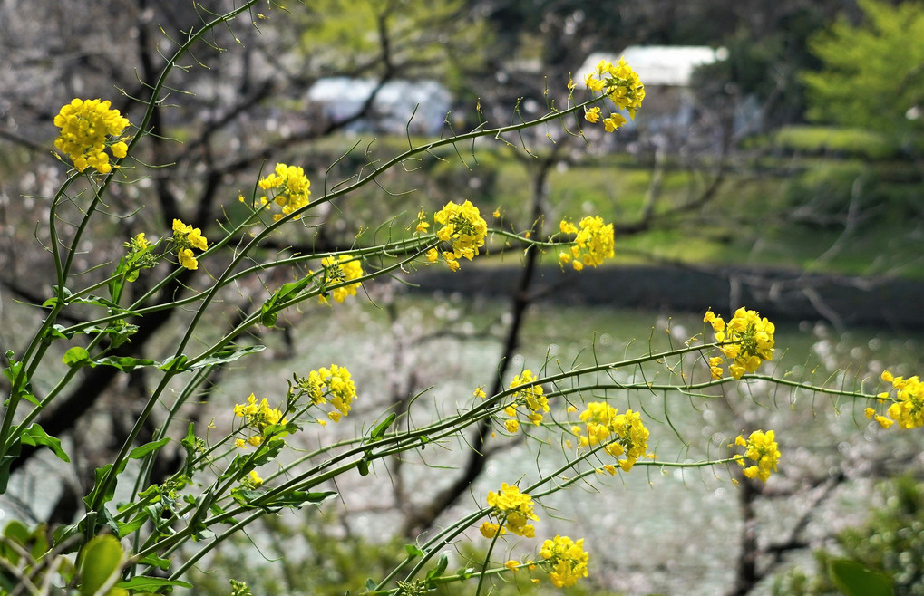 黄色い花　菜の花と千鳥ヶ淵ボート場