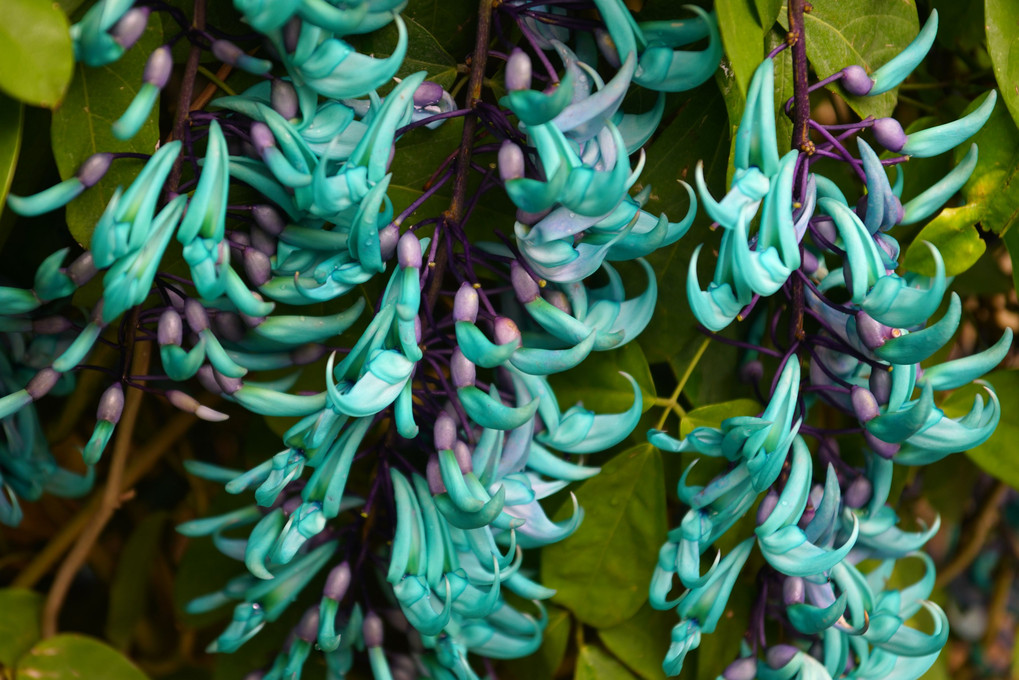 Jade vine♪