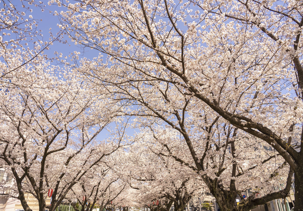 春満開、桜の並木
