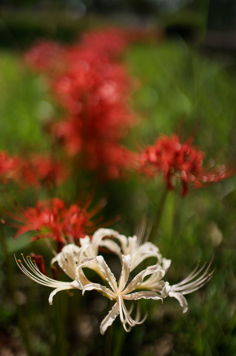 曼珠沙華