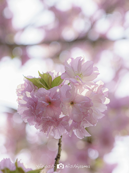 桜手毬