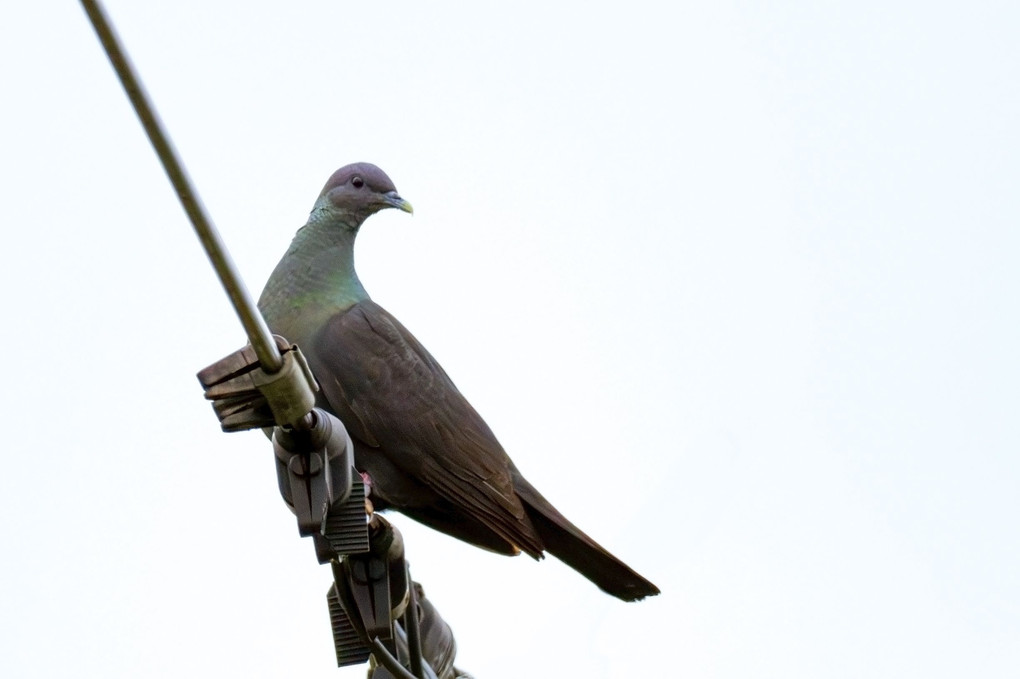 南の島の電線鳩たち