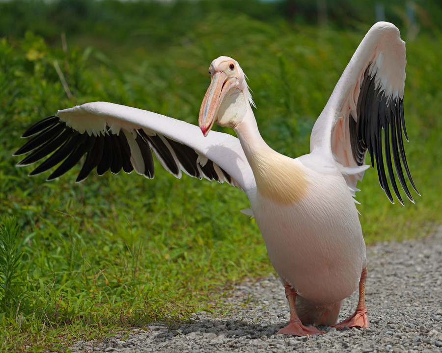 野鳥図鑑に載っています