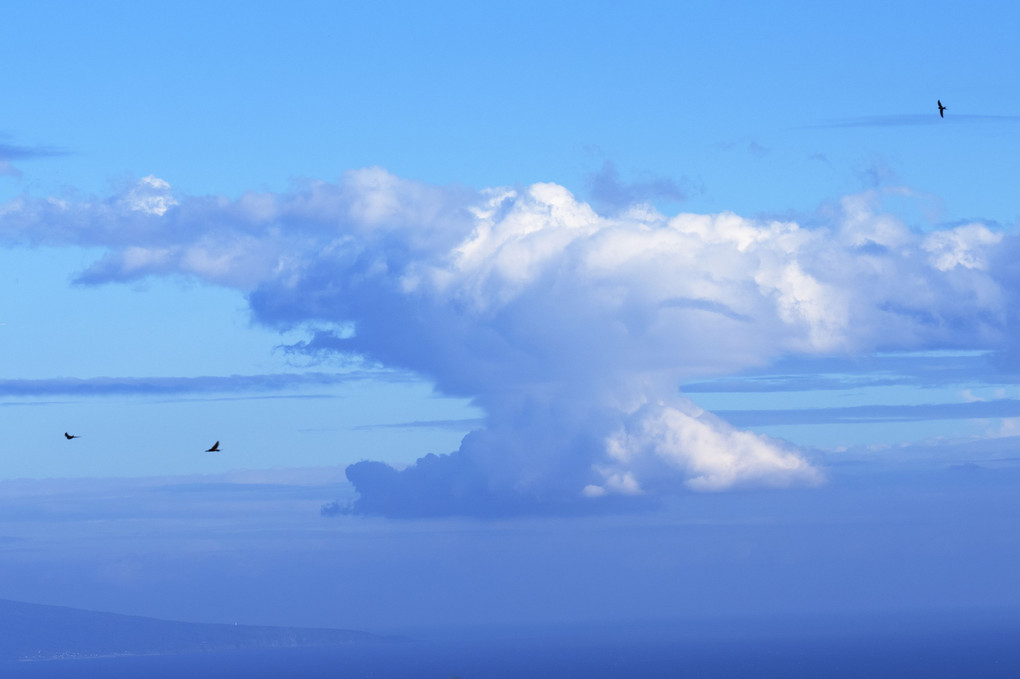 キノコ雲と燕