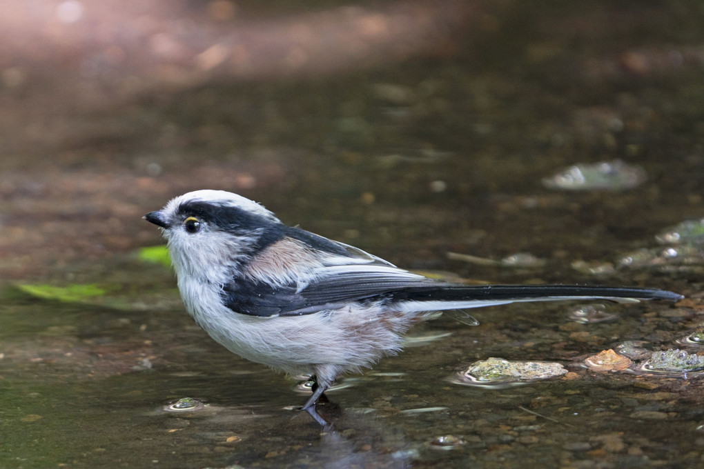 日本最小級の鳥の考察