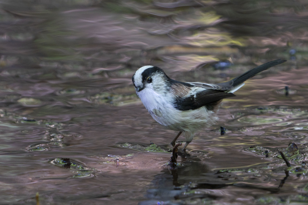 日本最小級の鳥の考察