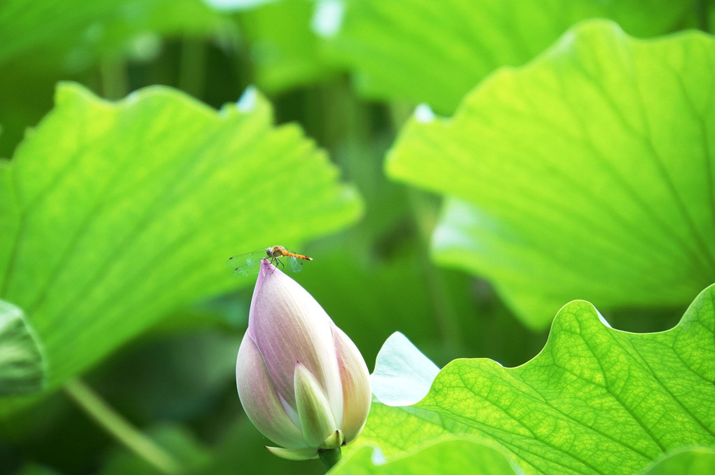 夏と秋のあいだ。