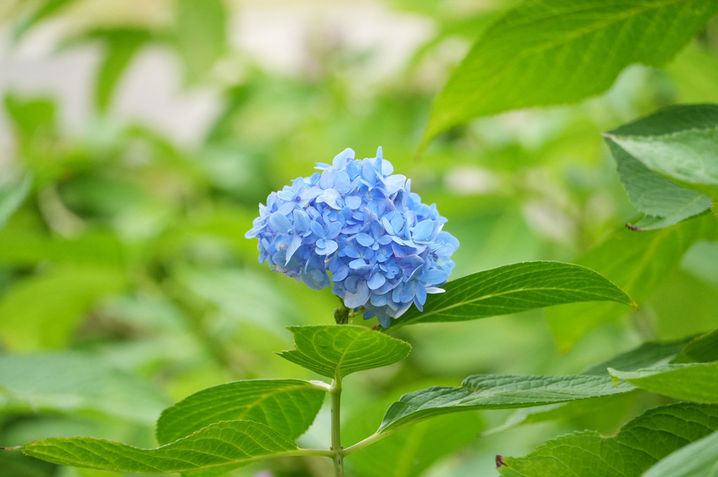 秋の紫陽花。