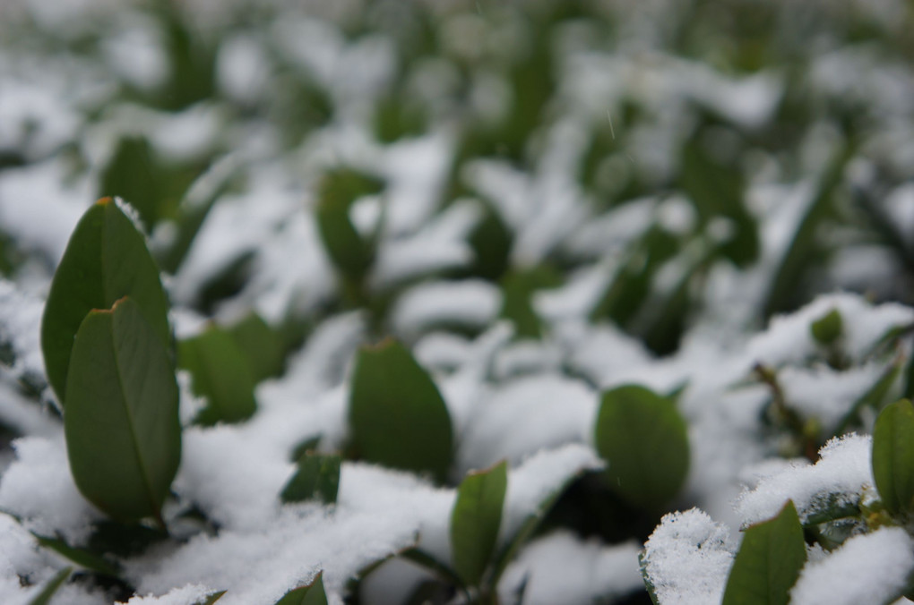 雪