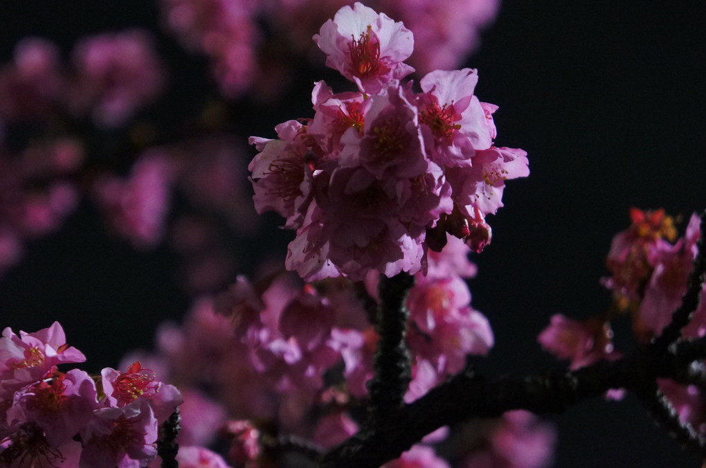 河津桜