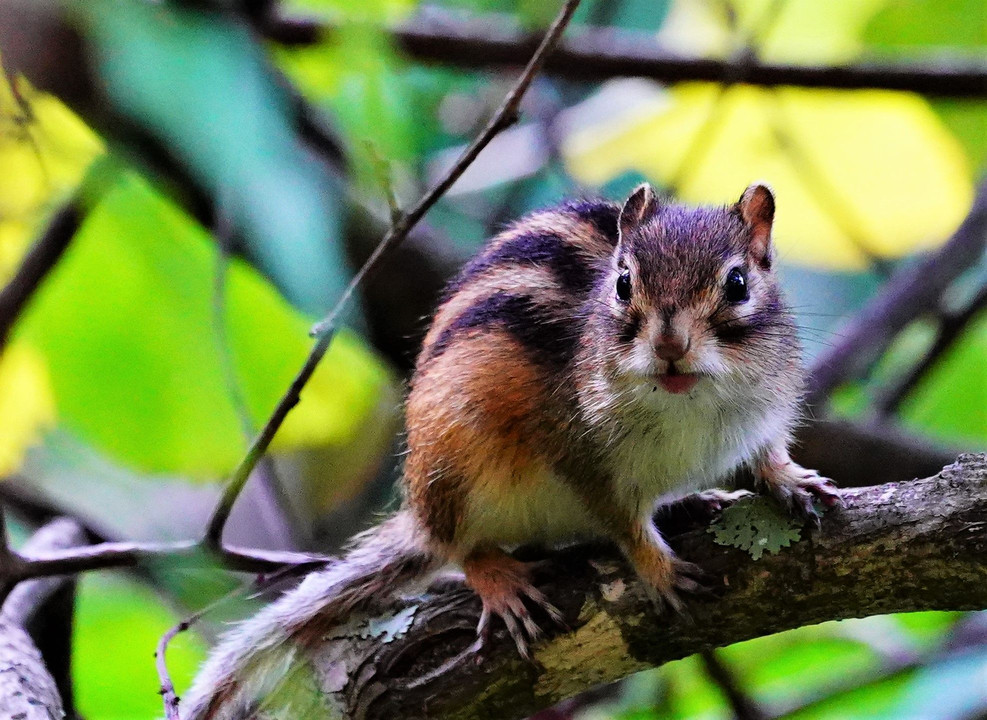 シマリス