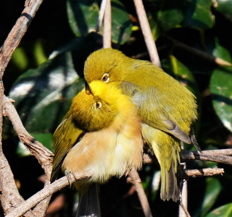 仲良し🐤