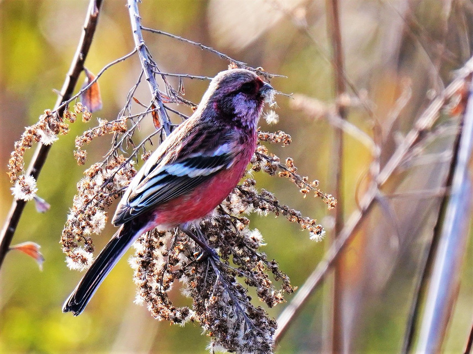 河川敷の野鳥たち(^^♪　①