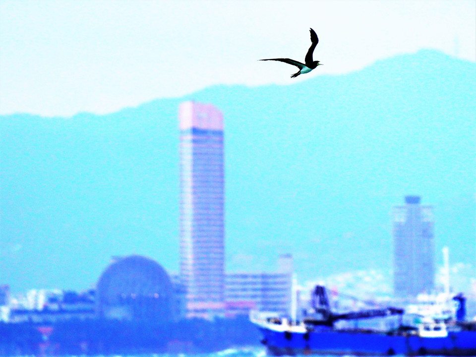 博多湾を飛ぶ