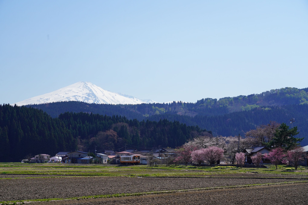 残雪の鳥海山と桜を背に走る由利高原鉄道