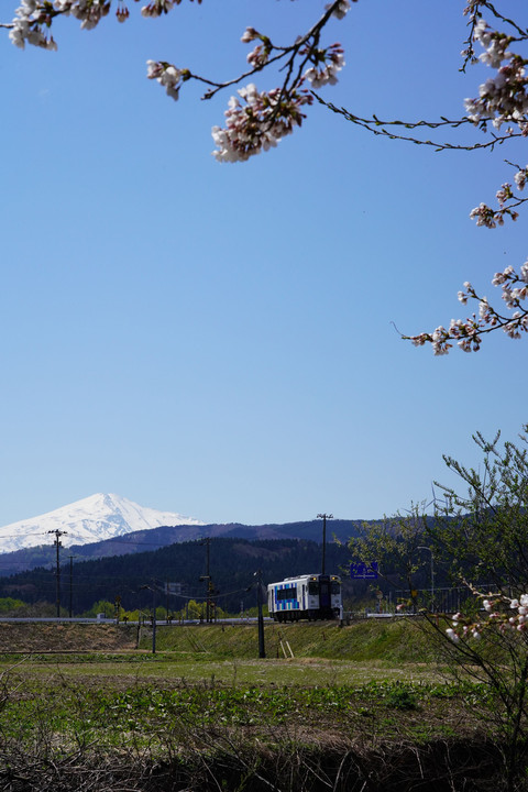 残雪の鳥海山と桜を背に走る由利高原鉄道