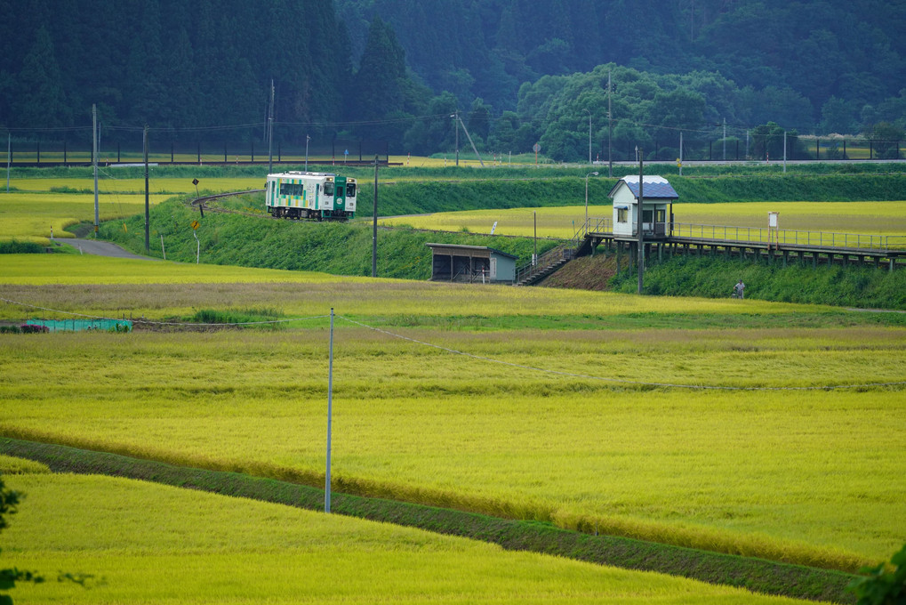 黄金色をした田園地帯を走る由利高原鉄道