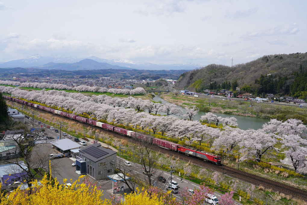 白石川堤一目千本桜と蔵王連峰