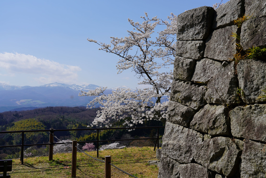 桜満開の二本松城(別名：霞ヶ城)