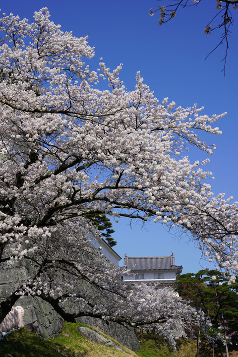 桜満開の二本松城(別名：霞ヶ城)