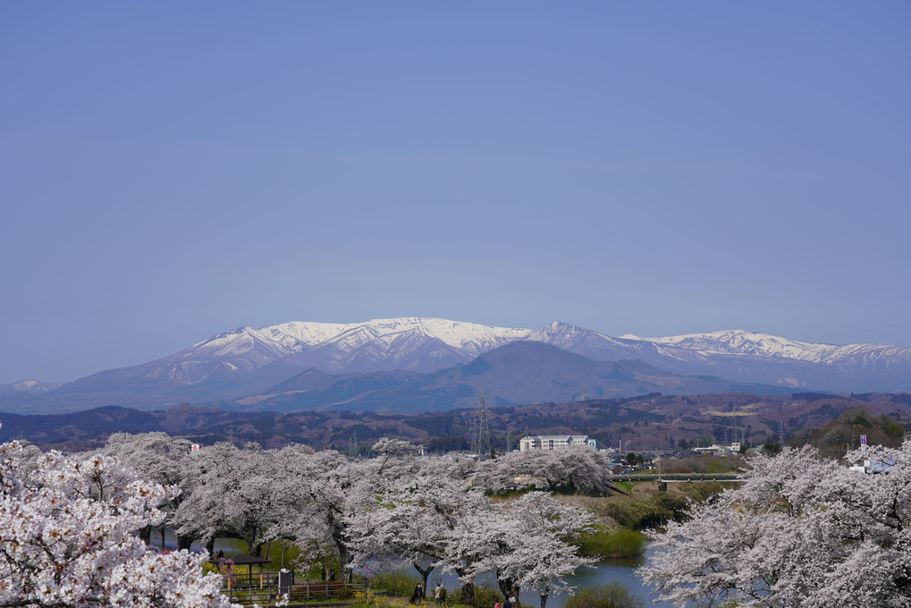晴天の白石川堤一目千本桜