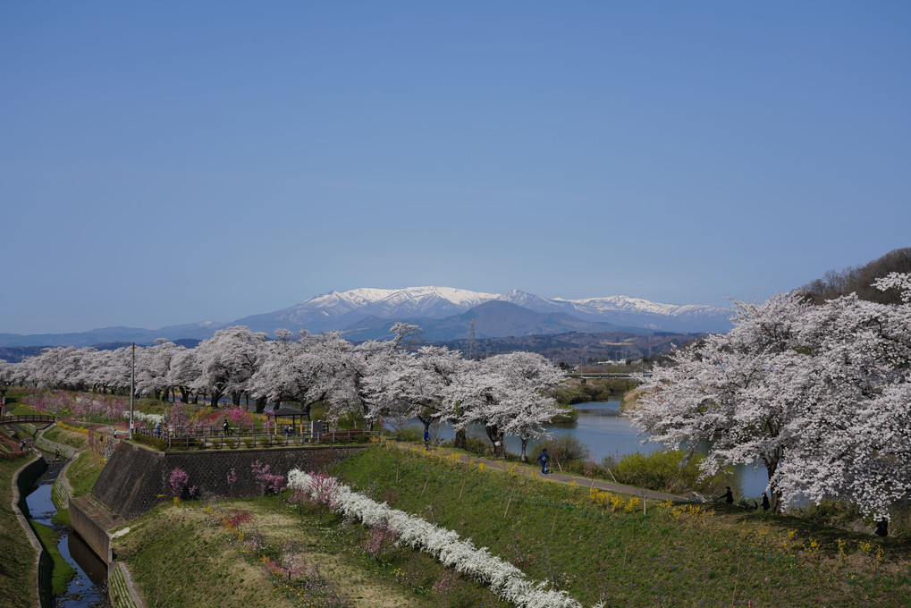 晴天の白石川堤一目千本桜