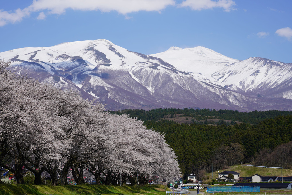鳥海山麓に桜が咲いた！