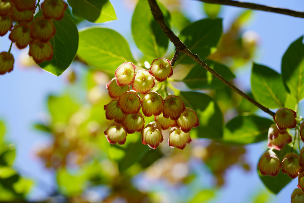 秋保大滝植物園の花