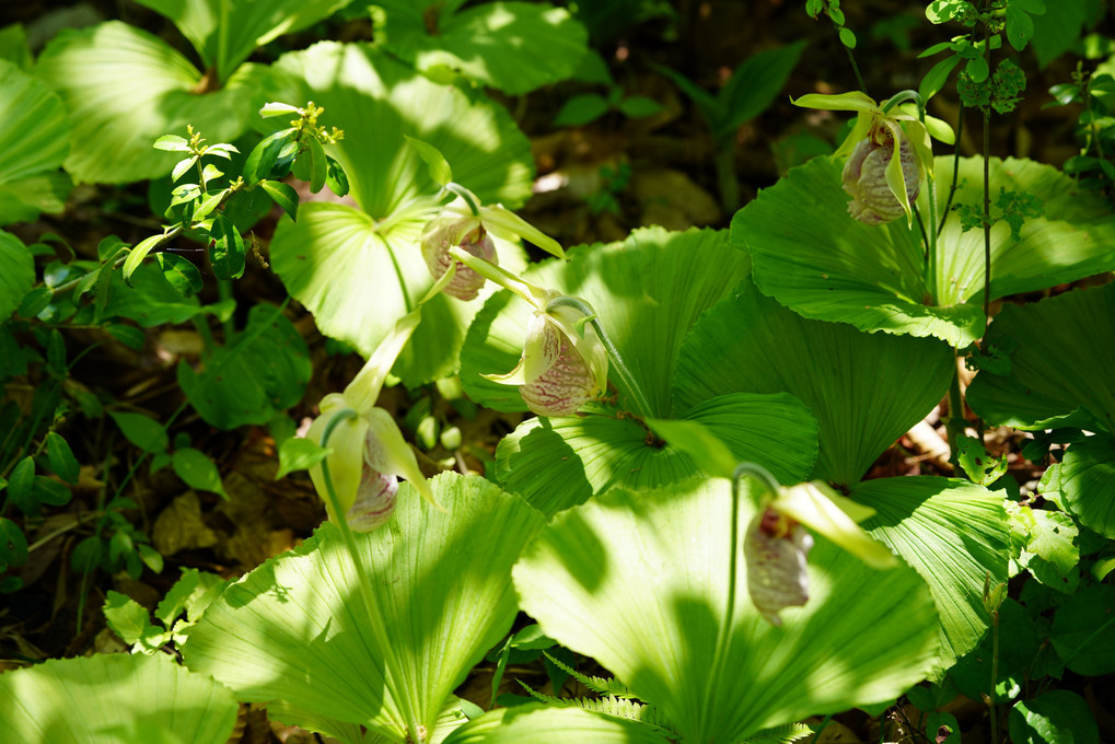 秋保大滝植物園の花