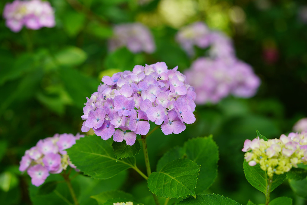 資福寺の紫陽花
