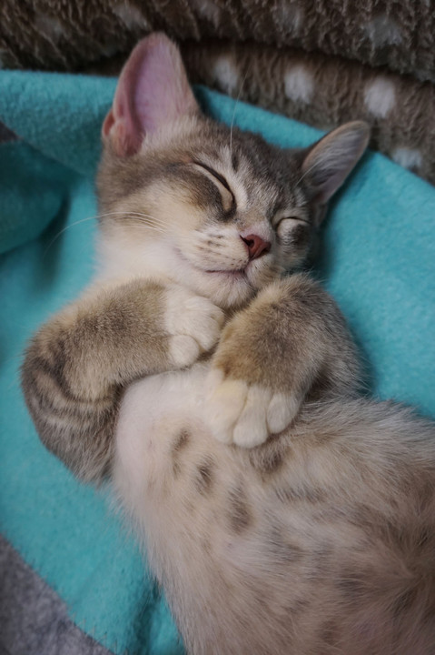 気持ち良く寝る子猫