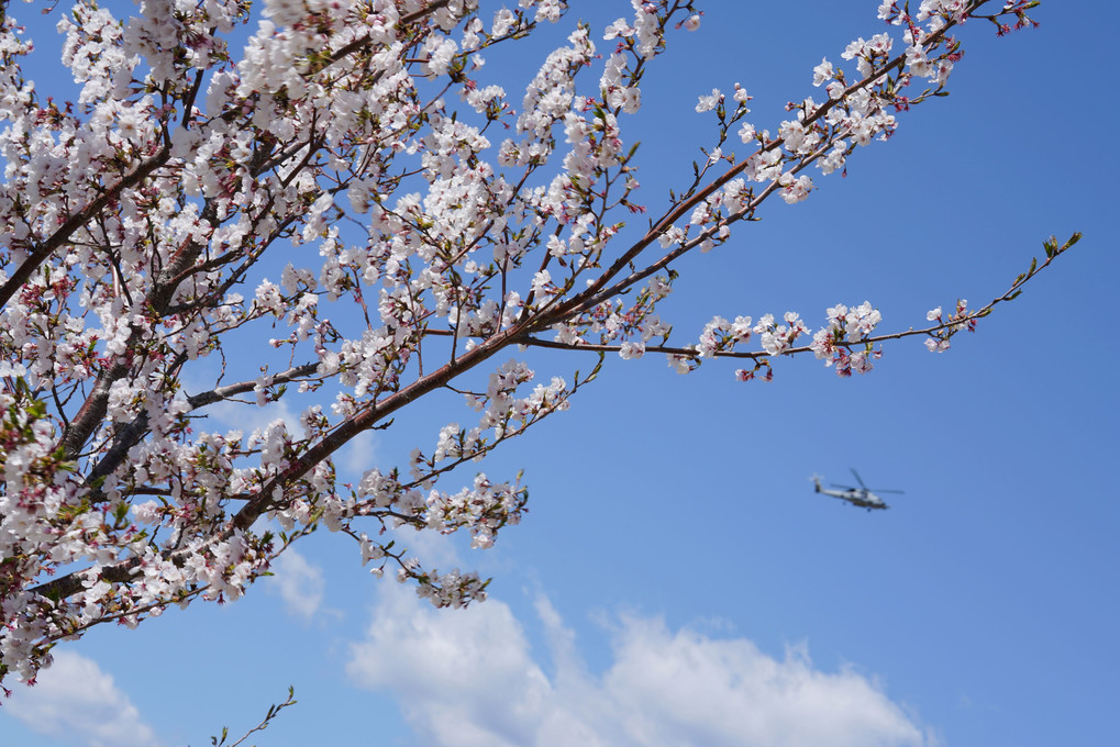 桜の周りの風景