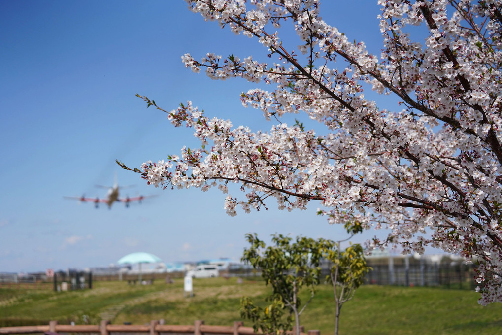 桜の周りの風景