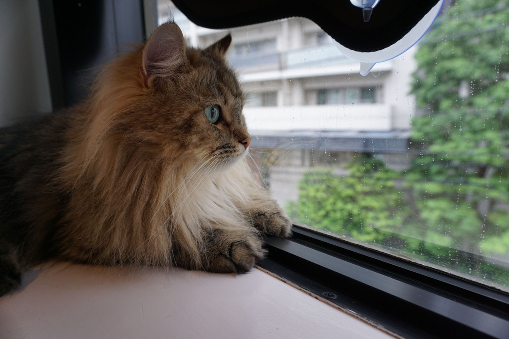 雨降ってるにゃ!!