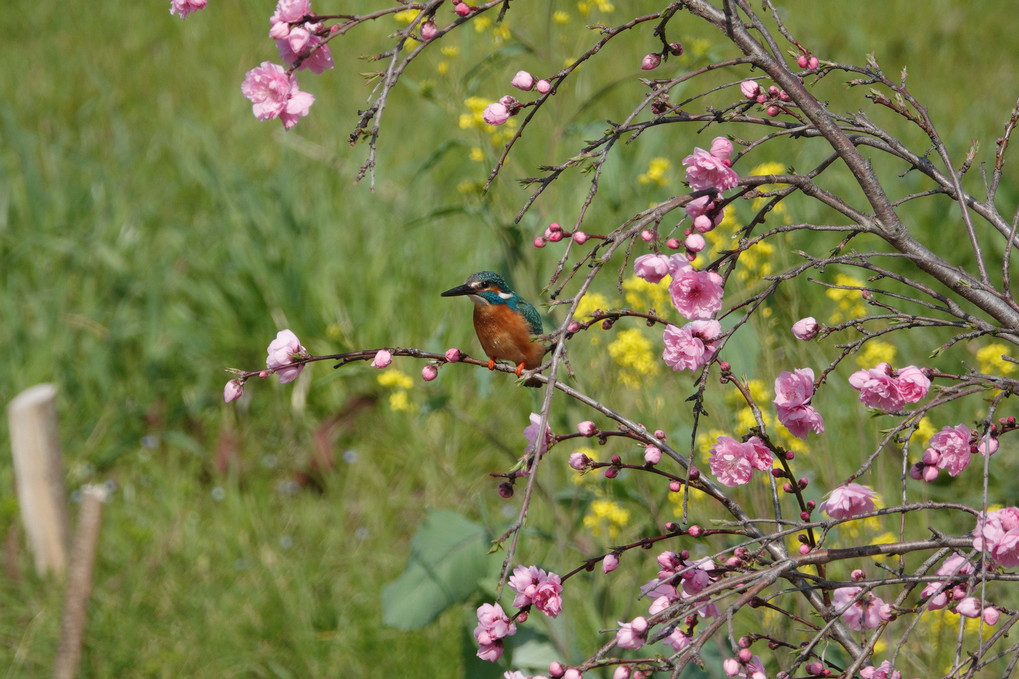 カワセミ君花に囲まれて