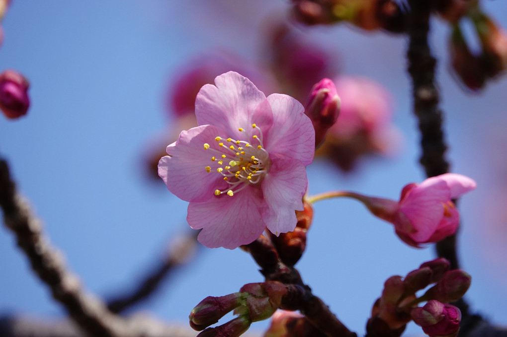早咲きの桜！