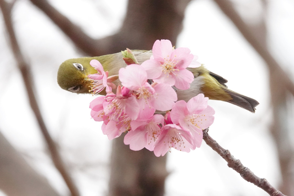河津桜とメジロ　2