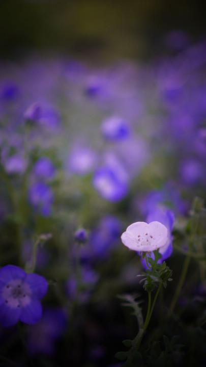 My first nemophila