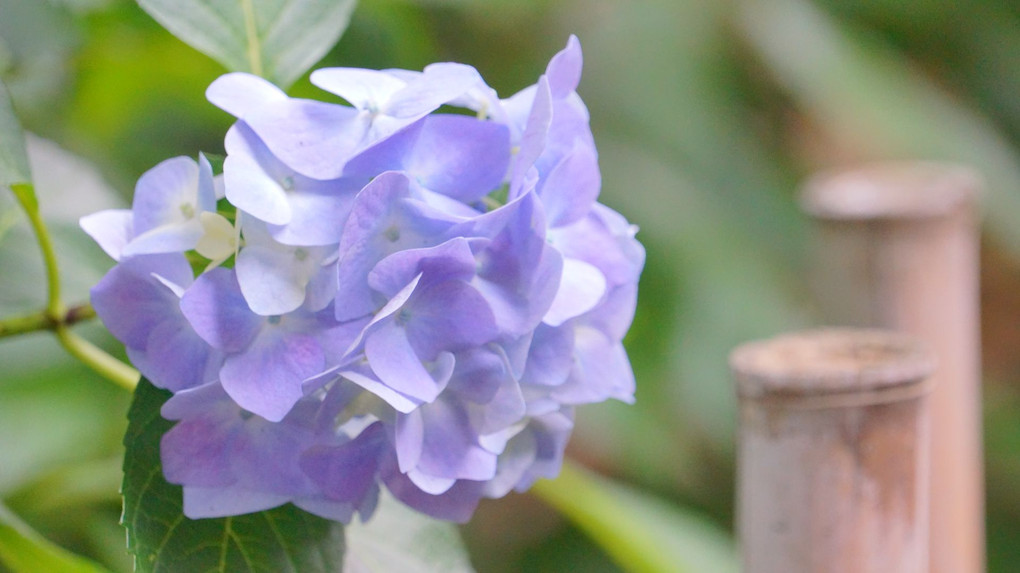 ほんわり〜紫陽花