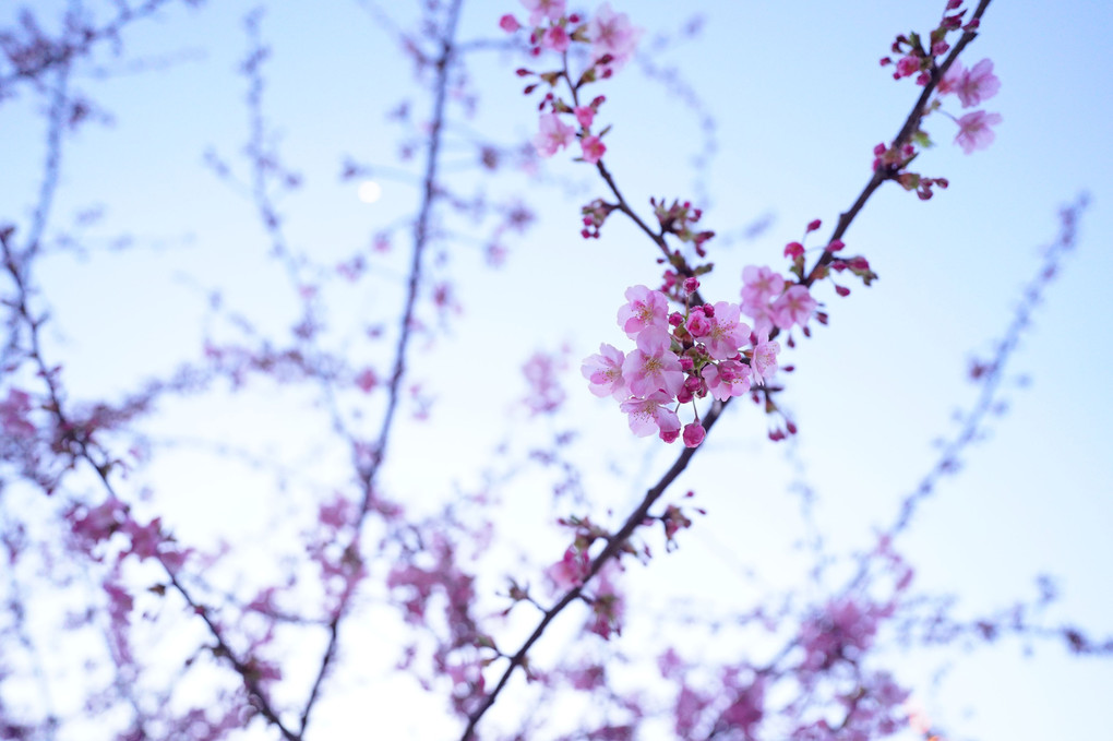 つぼみほどける寒桜