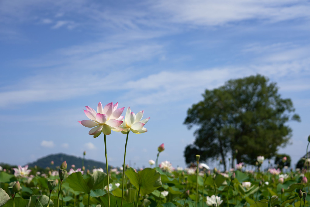 夏空仰いで